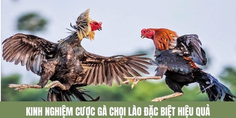 Kinh nghiệm tham gia cá cược gà chọi Lào hiệu quả 